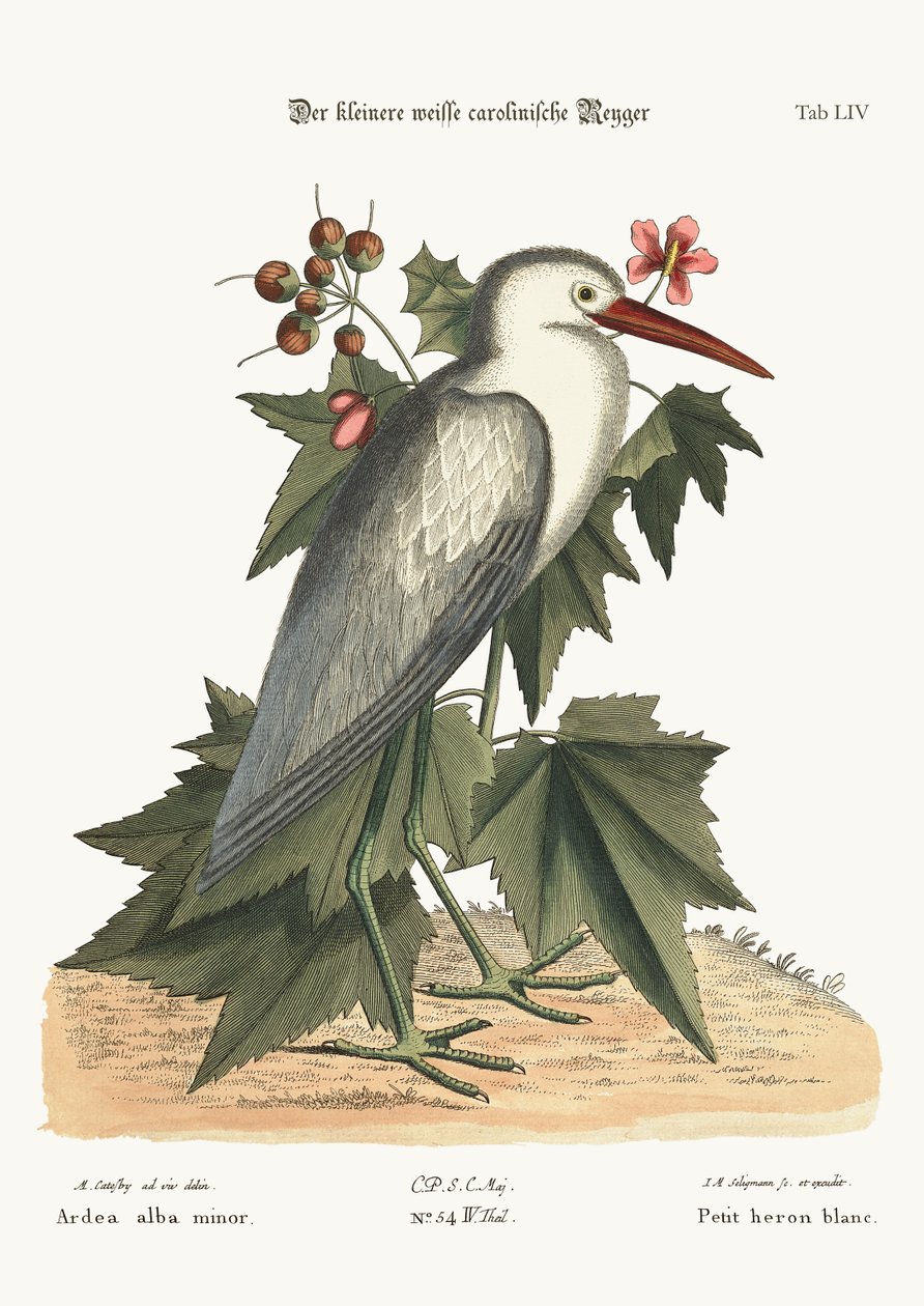 小白苍鹭，1749-73 作者 马克·凯茨比