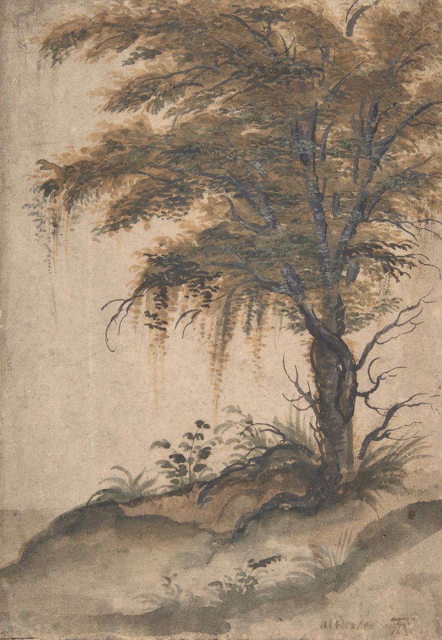 一棵树的研究，16世纪中叶-17世纪初。 作者 马丁·范·瓦尔肯伯奇（Marten van Valckenborch）