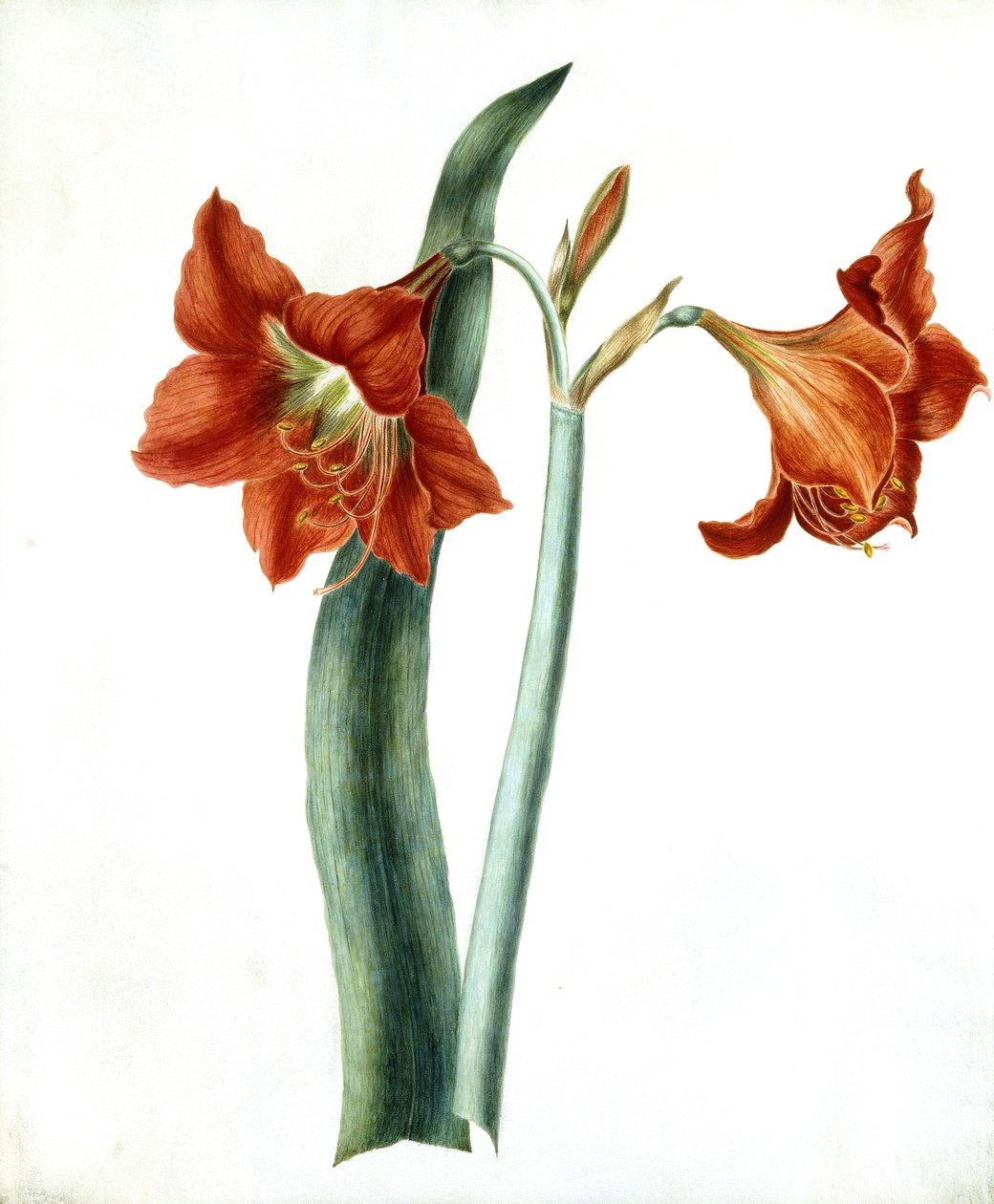 朱顶红，c.1790 作者 玛莎·图希尔