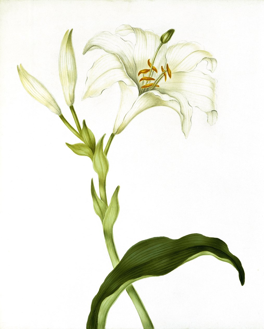 莉莉（c.1790） 作者 玛莎·图希尔