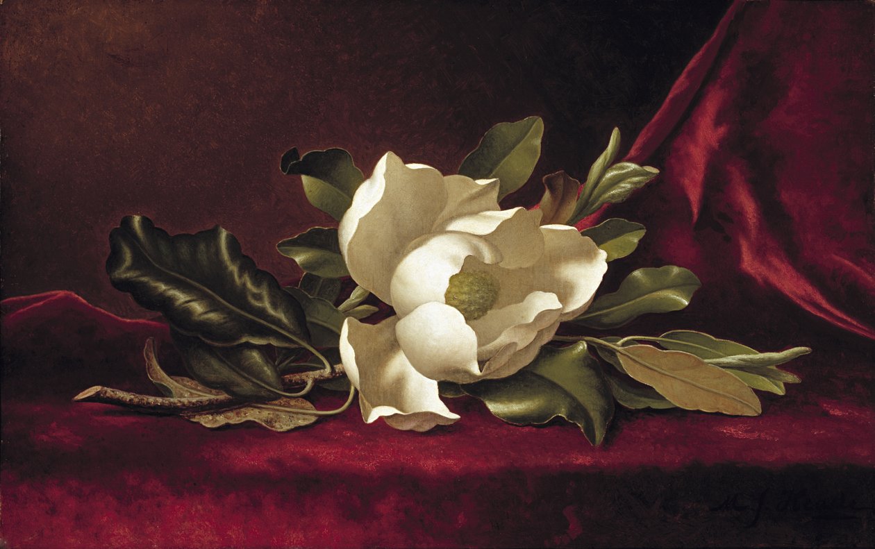 木兰花，1888年 作者 马丁·约翰逊·海德