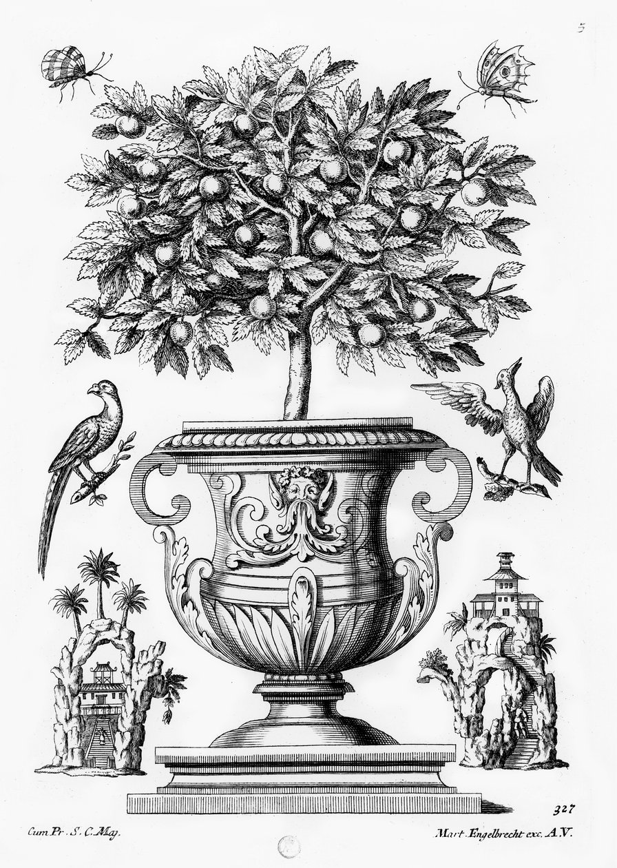 柑橘树，c.1735 作者 马丁·恩格布雷希特