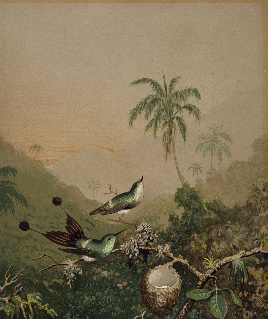 巴西蜂鸟II，c。 1864-1865（在纸上用手工涂油漆的彩色石版画） 作者 马丁·约翰逊·海德