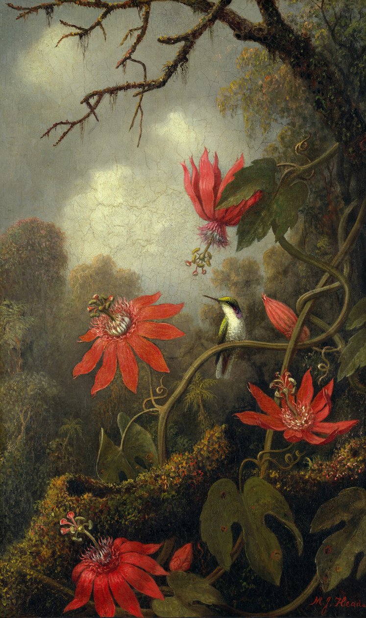 蜂鸟和西番莲，1875-85 作者 马丁·约翰逊·海德