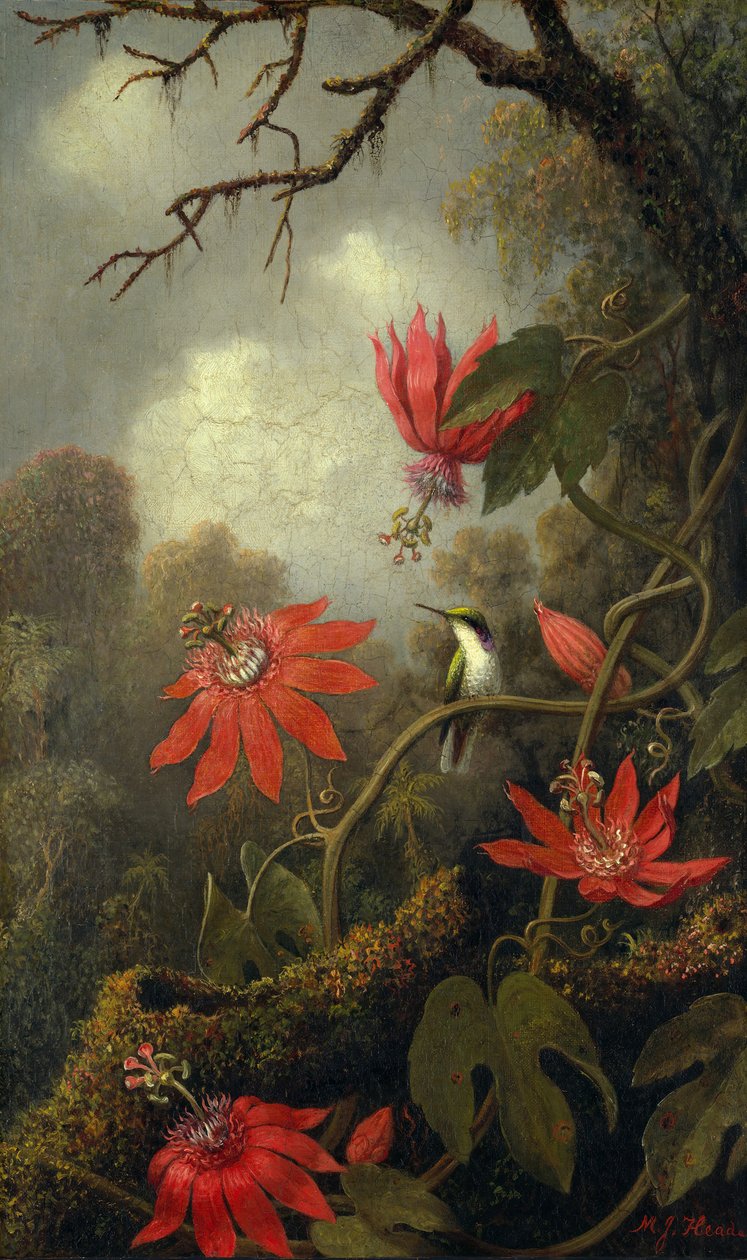 蜂鸟和西番莲，约1875-85。 作者 马丁·约翰逊·海德