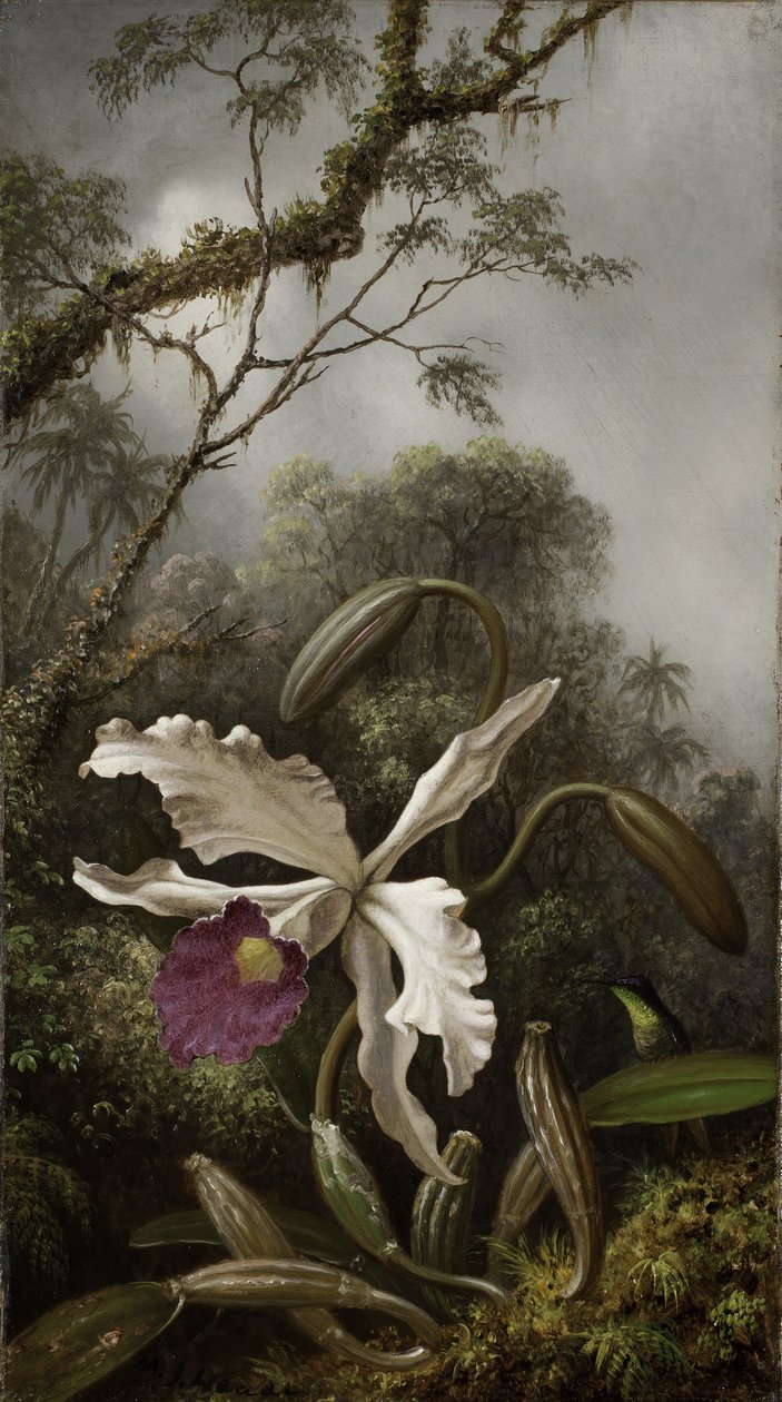 与白色兰花的蜂鸟，1875-1885 作者 马丁·约翰逊·海德