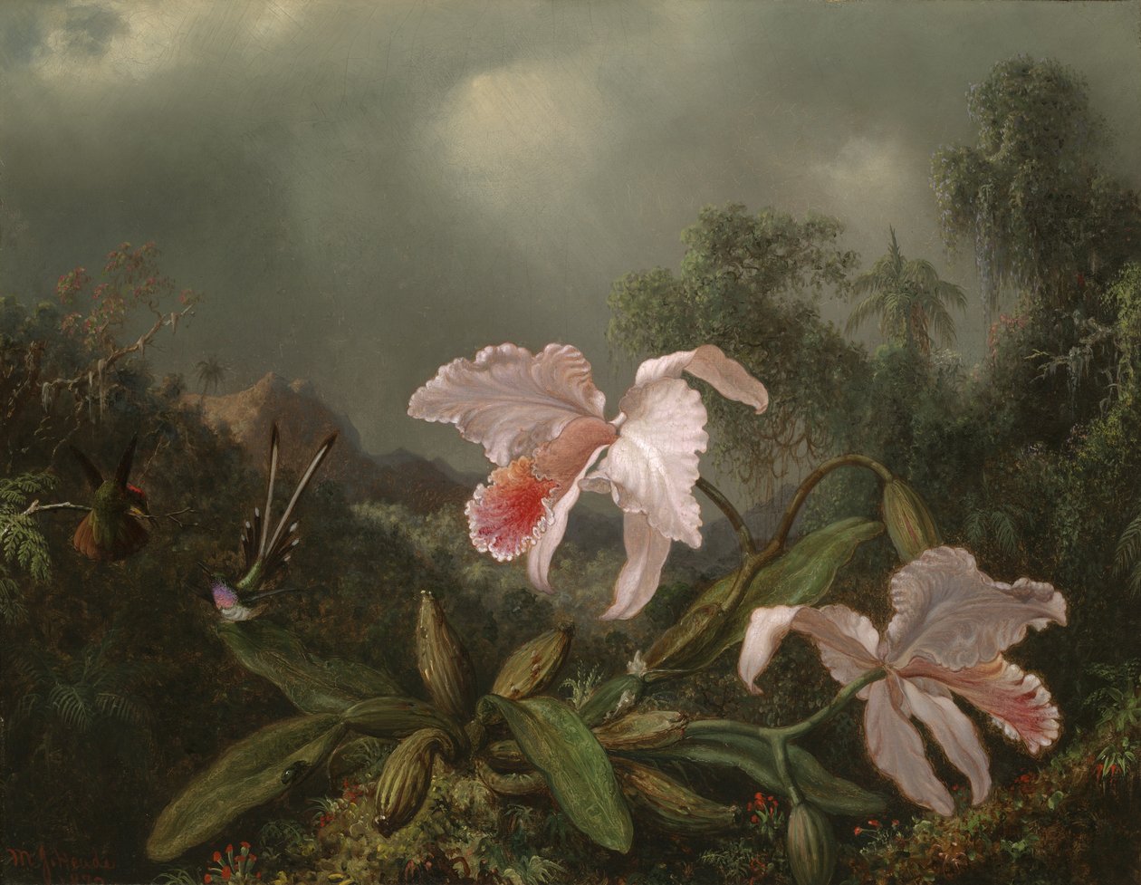 丛林兰花和蜂鸟，1872年 作者 马丁·约翰逊·海德