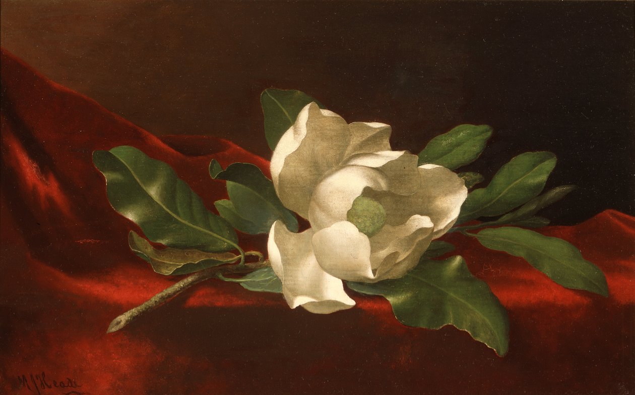 木兰花，约 1885-95 年（布面油画） 作者 马丁·约翰逊·海德