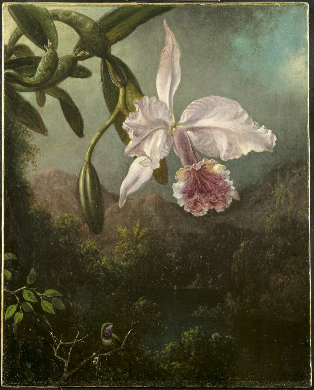 Orchid Blossoms 作者 马丁·约翰逊·海德