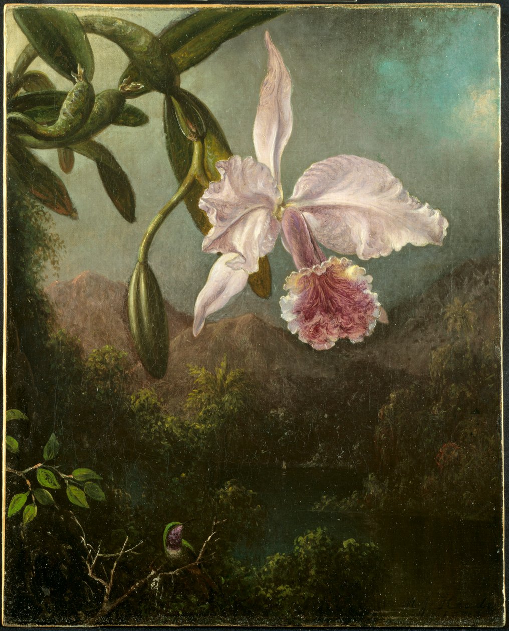 兰花开花，1873年。 作者 马丁·约翰逊·海德