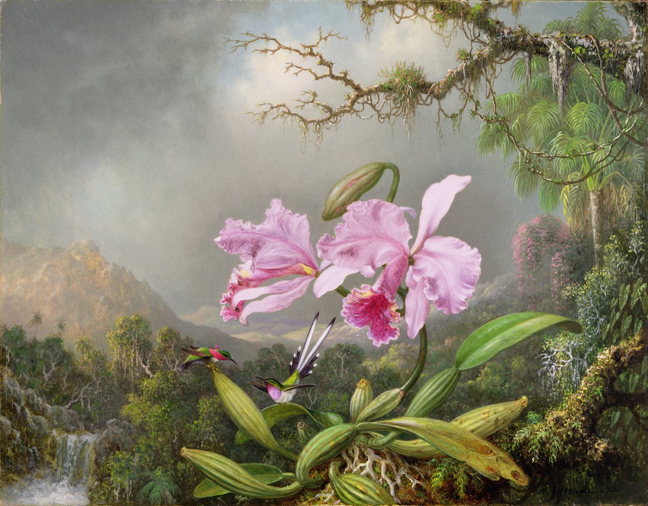 研究兰花，1872年 作者 马丁·约翰逊·海德