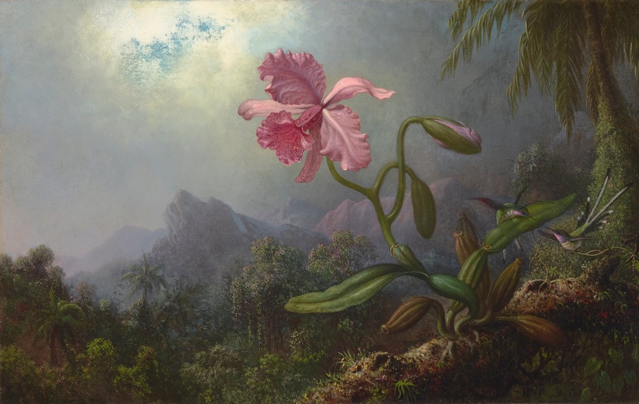 两只蜂鸟与一朵兰花 1875 年（布面油画） 作者 马丁·约翰逊·海德