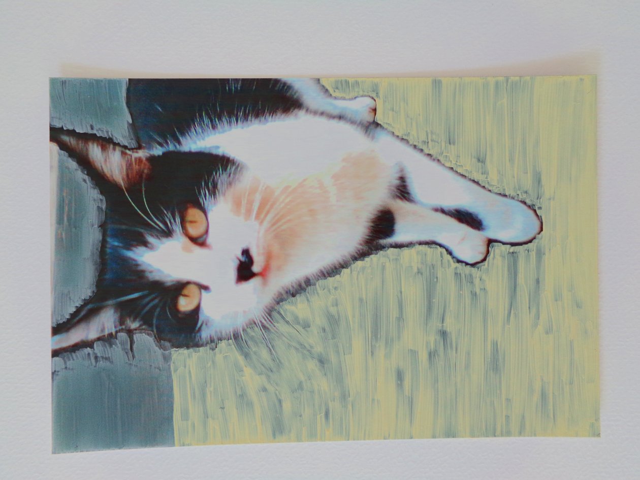 猫猫 作者 玛蒂娜·柯尼兹基（Martina Konitzky）