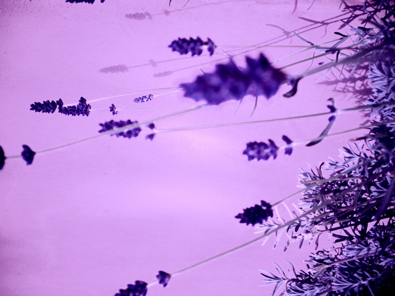 薰衣草 作者 玛蒂娜·柯尼兹基（Martina Konitzky）