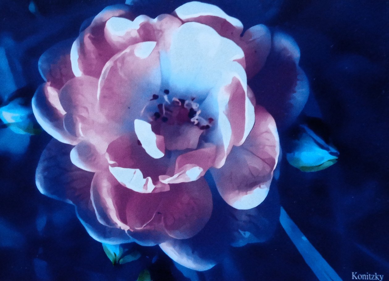 Rose   1468873   zh       chinese Successfully Translated  Original: The dance of the Bedouin sabers in the desert Translat: The dance of the Bedouin sabers in the desert 1470299 zh chinese Successfully Translated Original: Crushing grapes. The wine press  作者 玛蒂娜·柯尼兹基（Martina Konitzky）