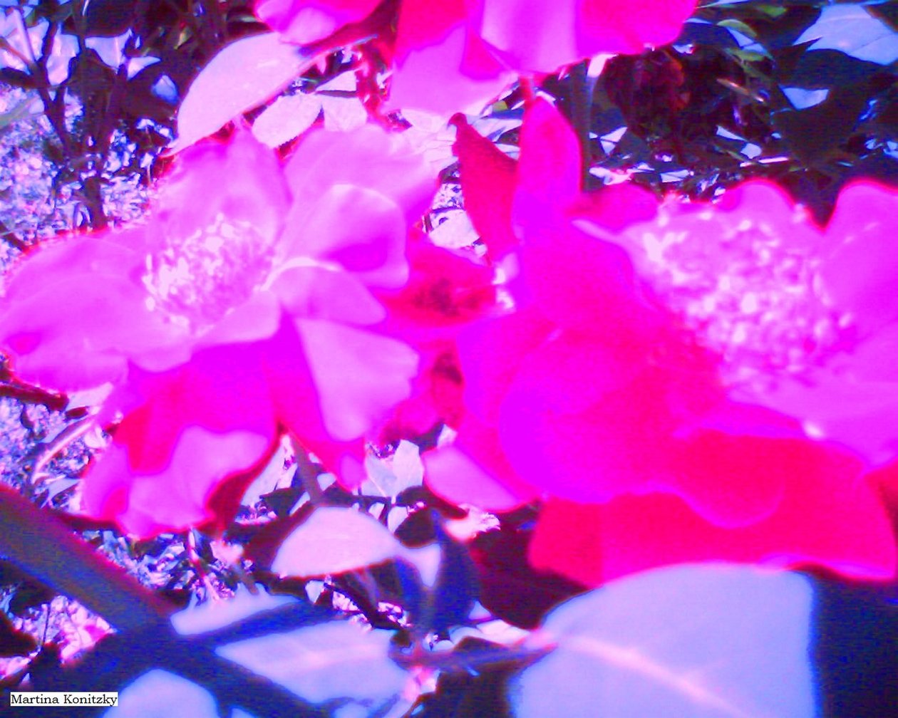 罗森 作者 玛蒂娜·柯尼兹基（Martina Konitzky）