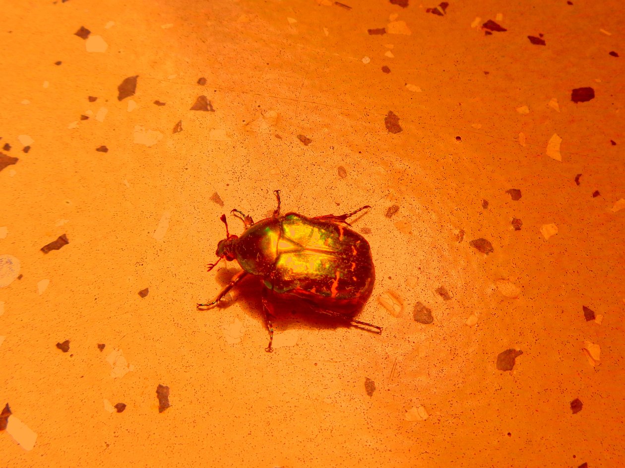 Rose chafer 作者 玛蒂娜·柯尼兹基（Martina Konitzky）