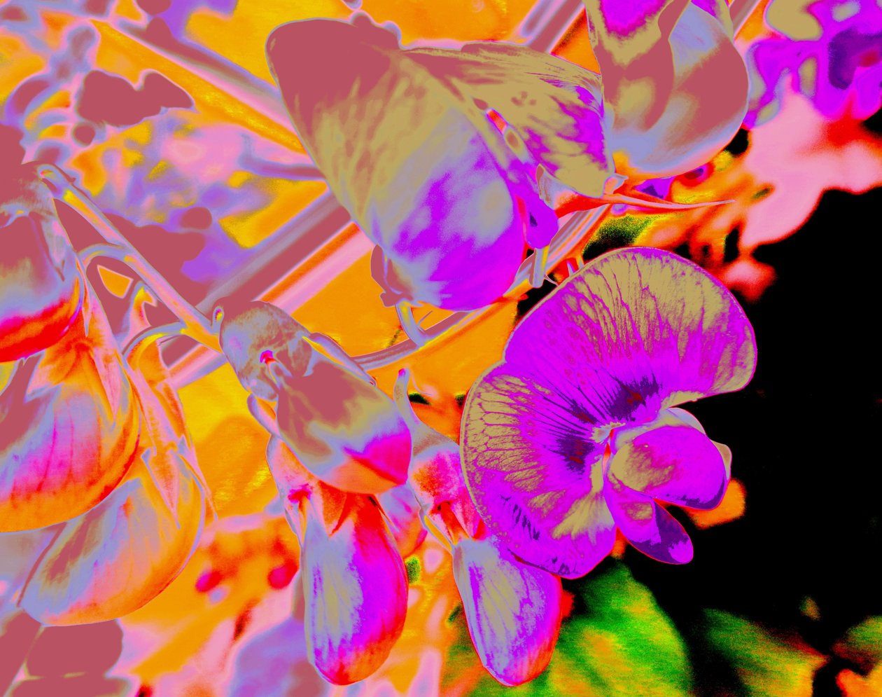Sommerblumen 作者 玛蒂娜·柯尼兹基（Martina Konitzky）