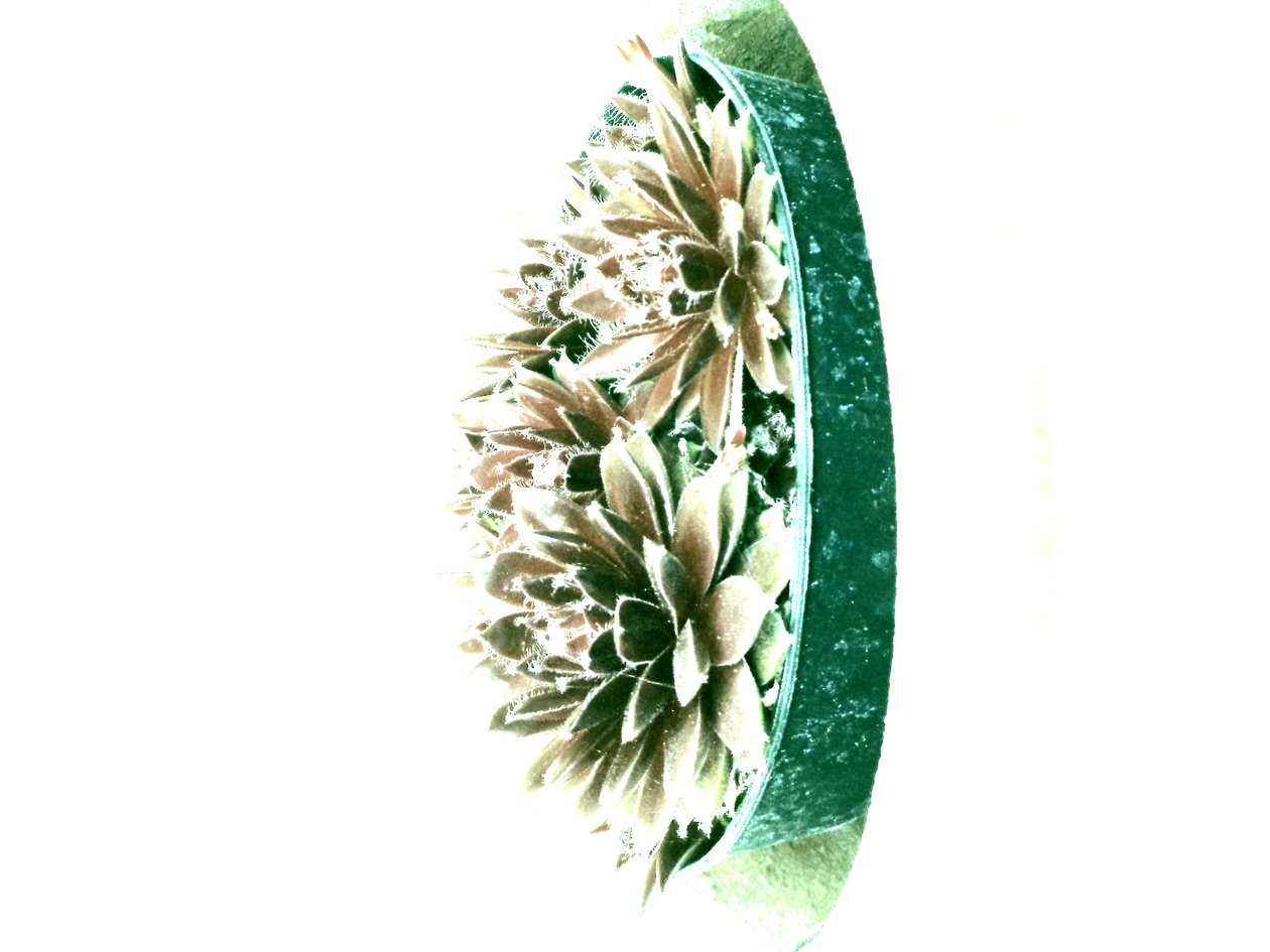 多汁植物 作者 玛蒂娜·柯尼兹基（Martina Konitzky）