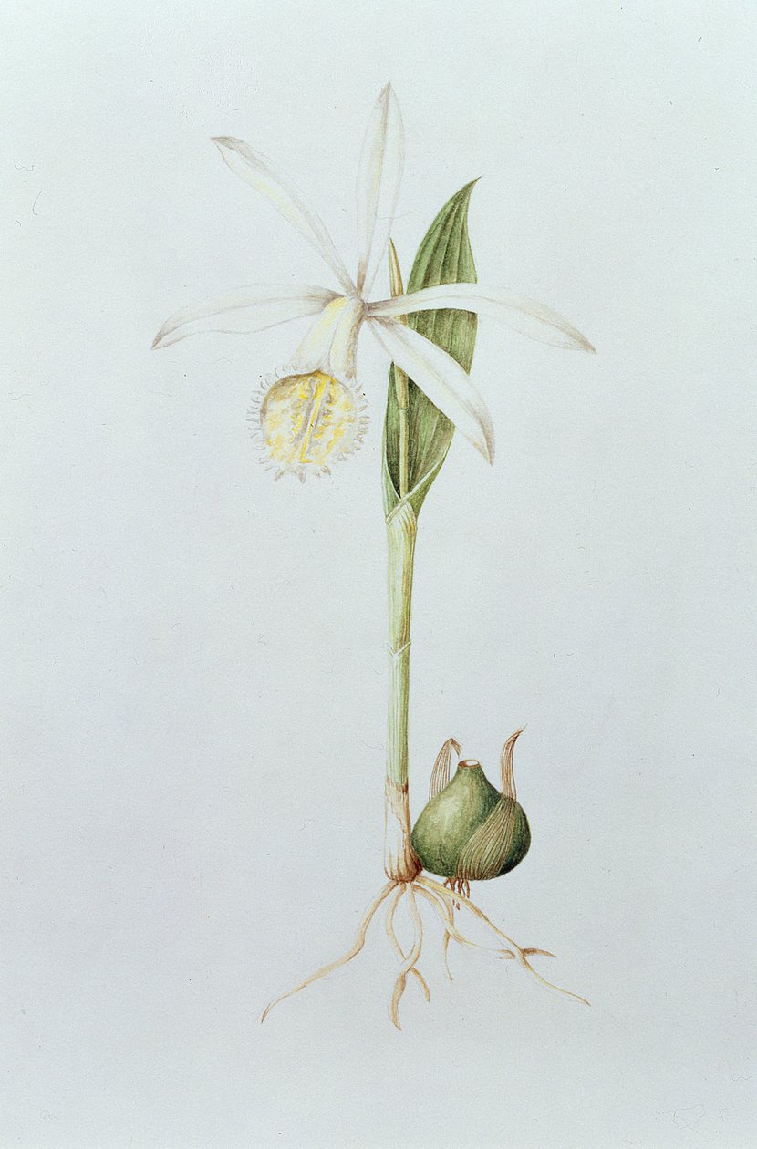 Pleione Formosana Alba（纸上wc） 作者 玛丽·肯扬·斯莱尼