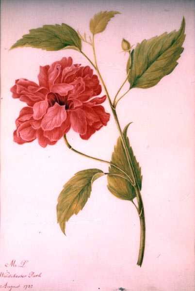 牡丹风格的花 作者 Mary Granville (attr.) Delany