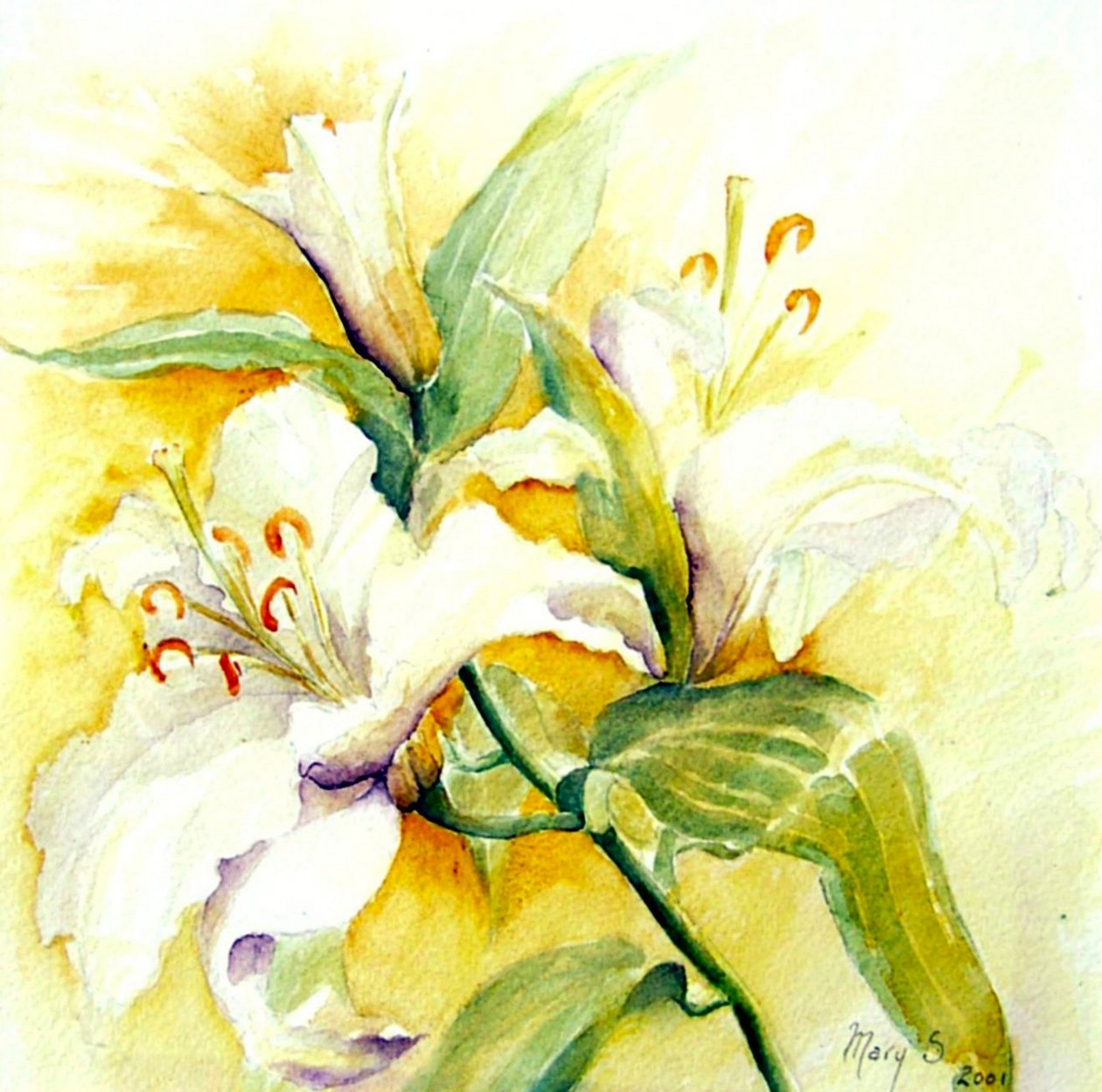 白百合 作者 玛丽·史密斯