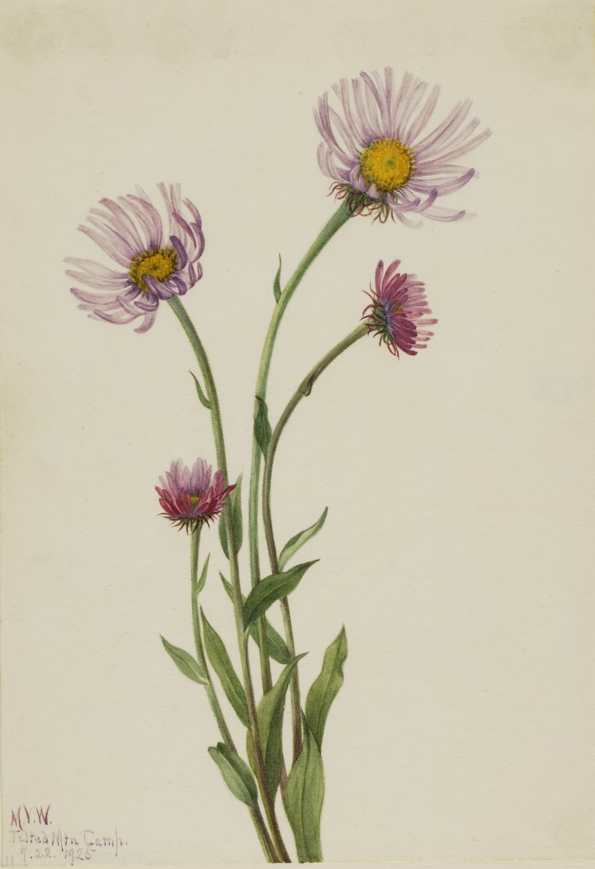 阿拉斯加飞燕草 Erigeron salsuginosus, 1925. 作者 玛丽·沃克斯·沃尔科特