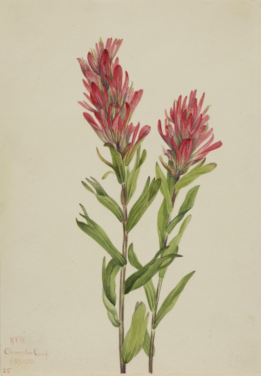 艾伯塔画眉草（Catilleja miniata） 作者 玛丽·沃克斯·沃尔科特