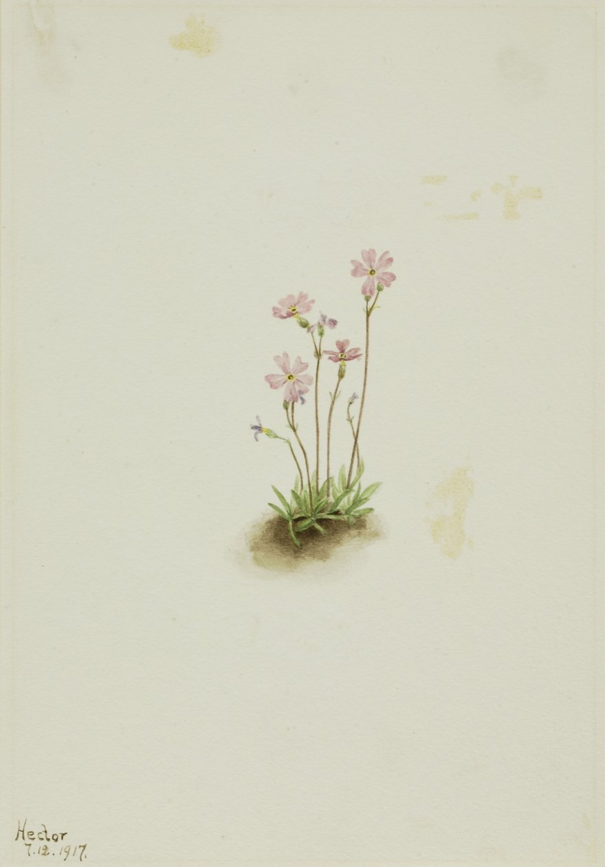 阿尔伯塔报春花（Primula maccalliana） 作者 玛丽·沃克斯·沃尔科特