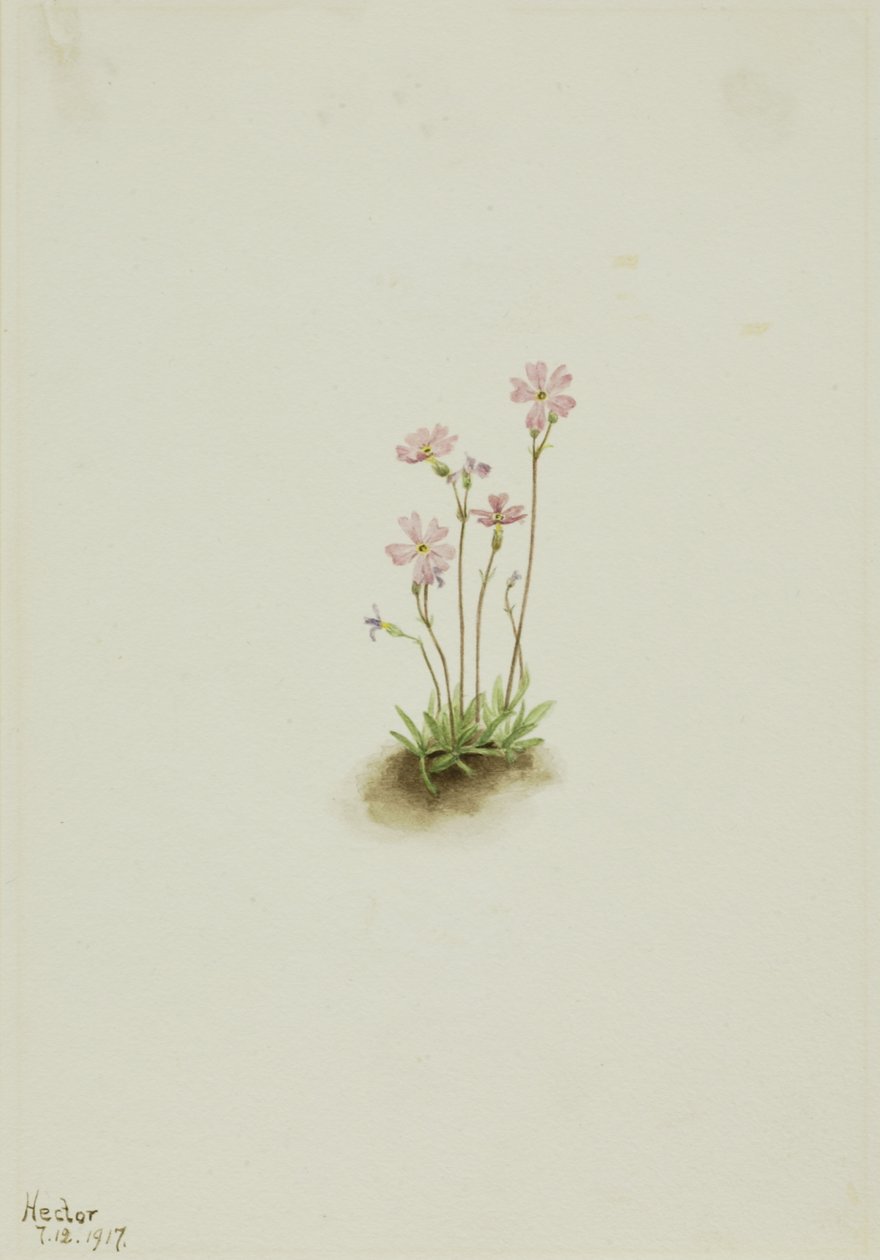 Alberta Primrose Primula maccalliana, 1917. 作者 玛丽·沃克斯·沃尔科特