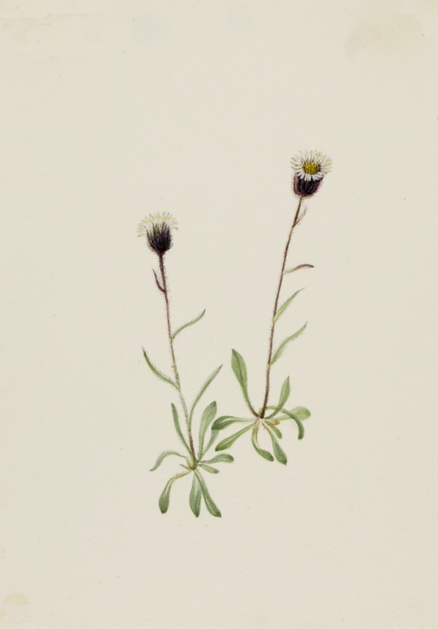 Aleutian Fleabane Erigeron unalaschensis, n.d. 作者 玛丽·沃克斯·沃尔科特