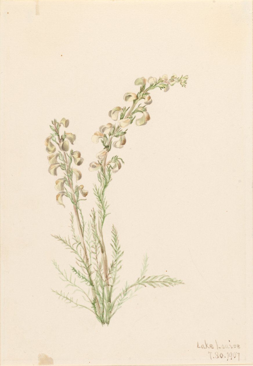 高山蕨类植物（Pedicularis contorta） 作者 玛丽·沃克斯·沃尔科特