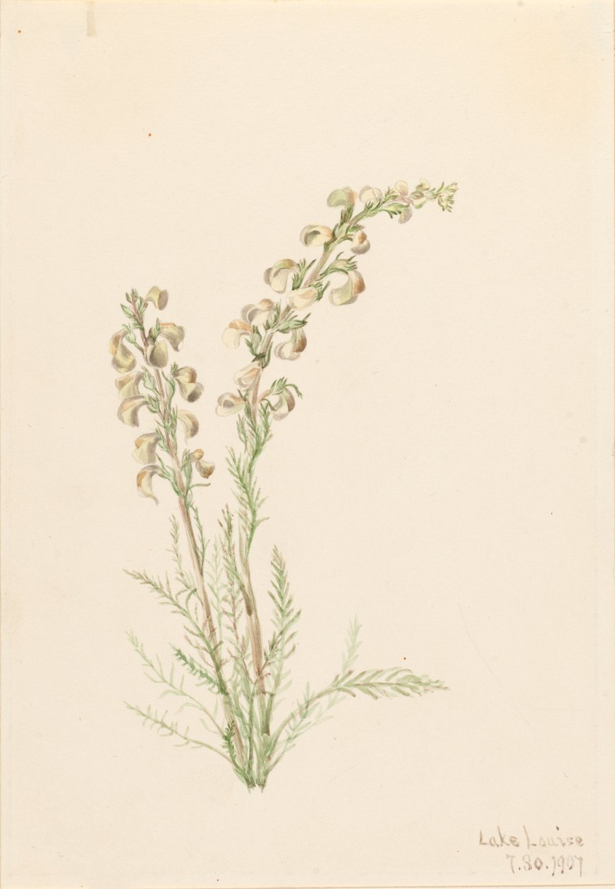Alpine Fernlife Pedicularis contorta, 1907. 作者 玛丽·沃克斯·沃尔科特