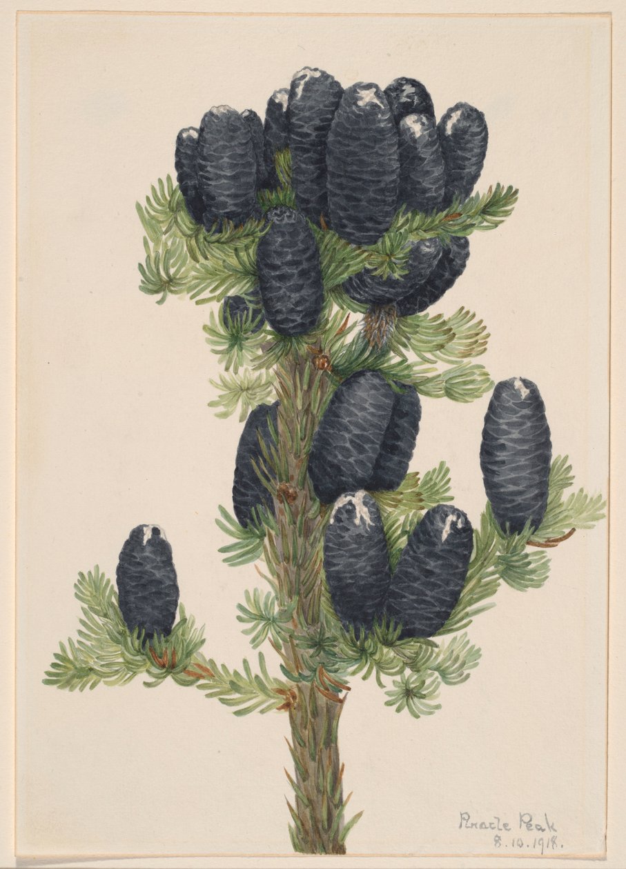 高山冷杉（Abies lasiocarpa） 作者 玛丽·沃克斯·沃尔科特