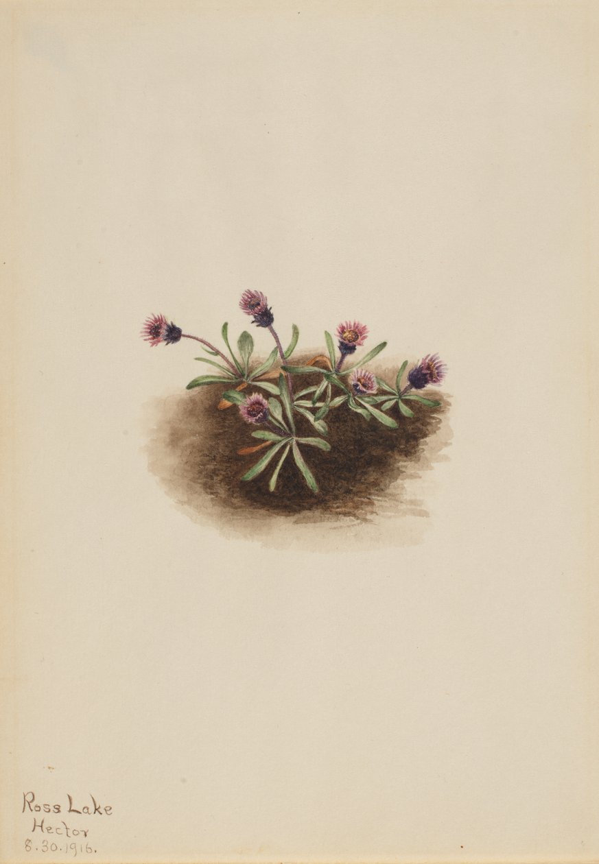 Alpine Fleabane Erigeron unalaschcensis, 1916. 作者 玛丽·沃克斯·沃尔科特
