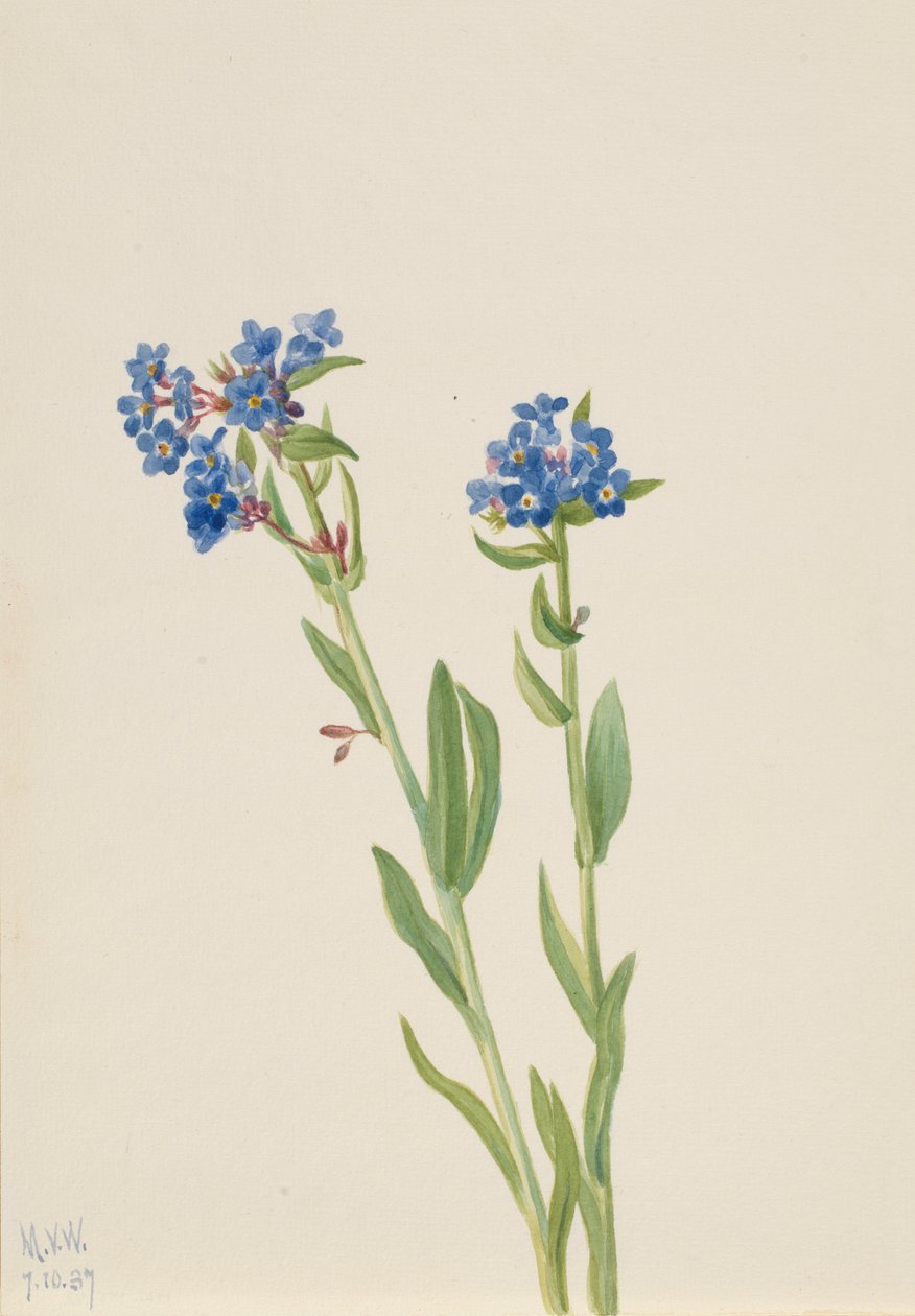 高山勿忘我（Myosotis alpestris） 作者 玛丽·沃克斯·沃尔科特