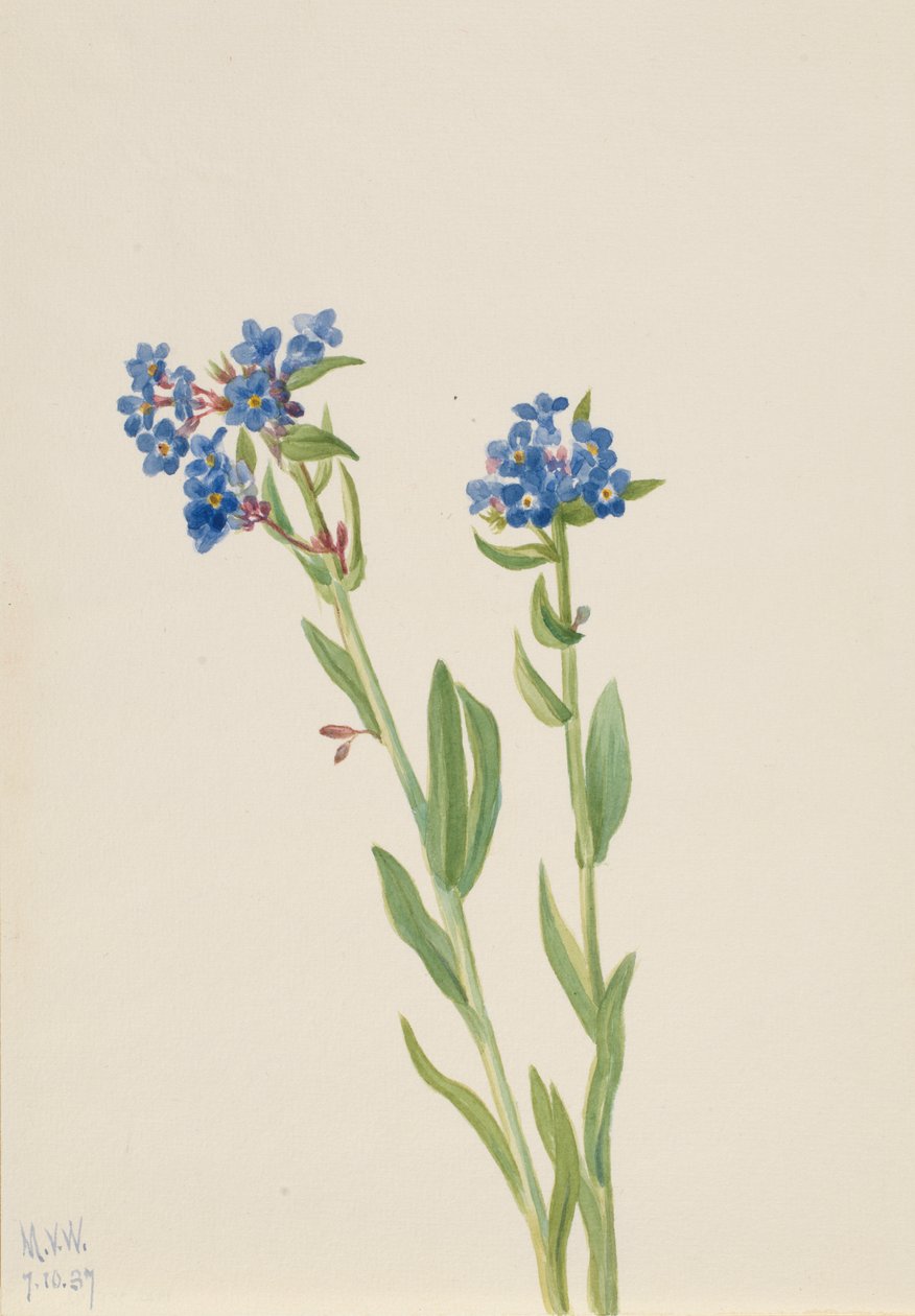高山忘忧草 Myosotis alpestris, 1937. 作者 玛丽·沃克斯·沃尔科特