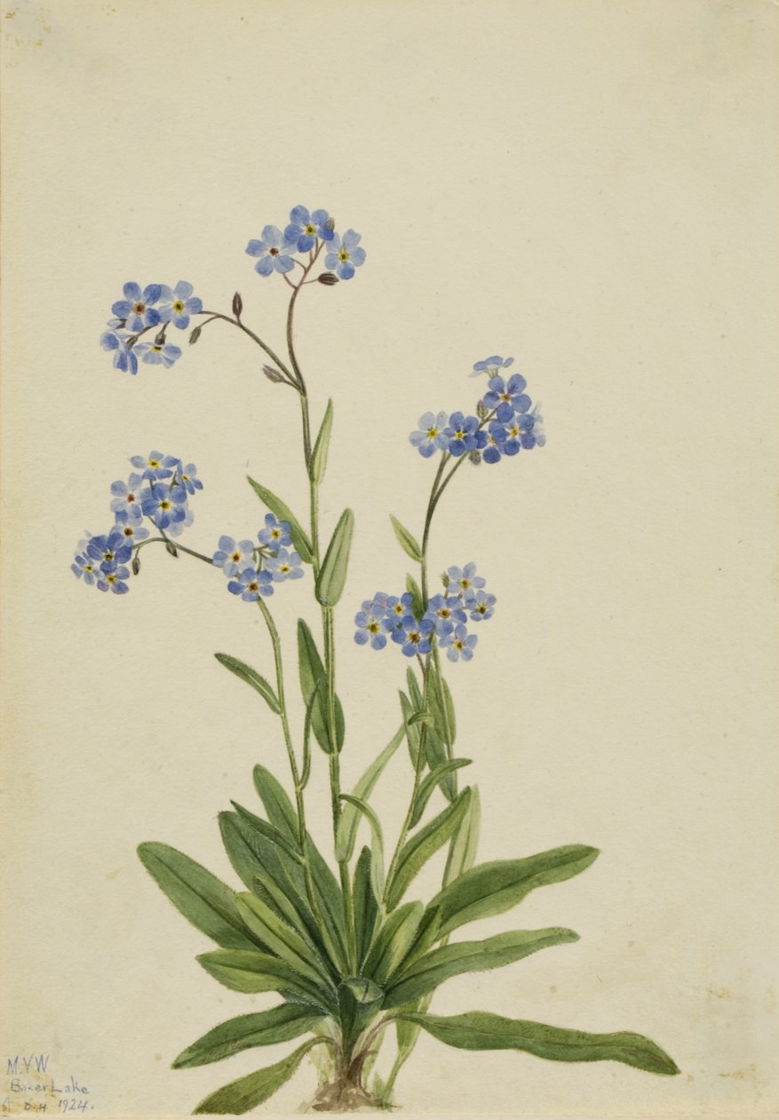 高山勿忘我（Myosotis alpestris） 作者 玛丽·沃克斯·沃尔科特