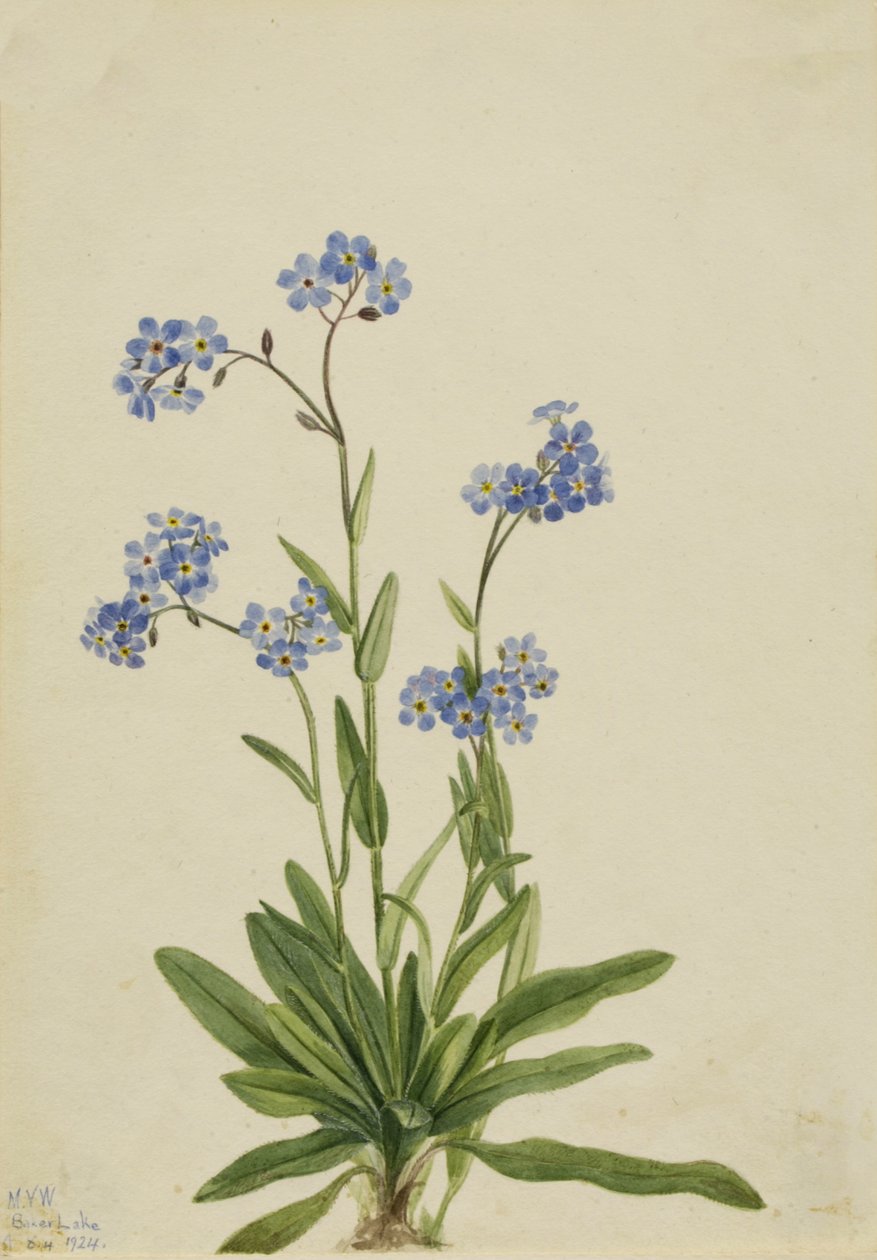 Alpine Forget-me-not Myosotis alpestris, 1924. 作者 玛丽·沃克斯·沃尔科特