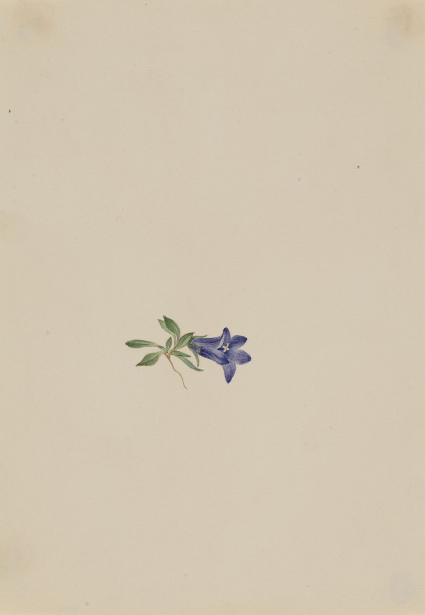 Alpine Harebell Campanula lasiocarpa, n.d. 作者 玛丽·沃克斯·沃尔科特