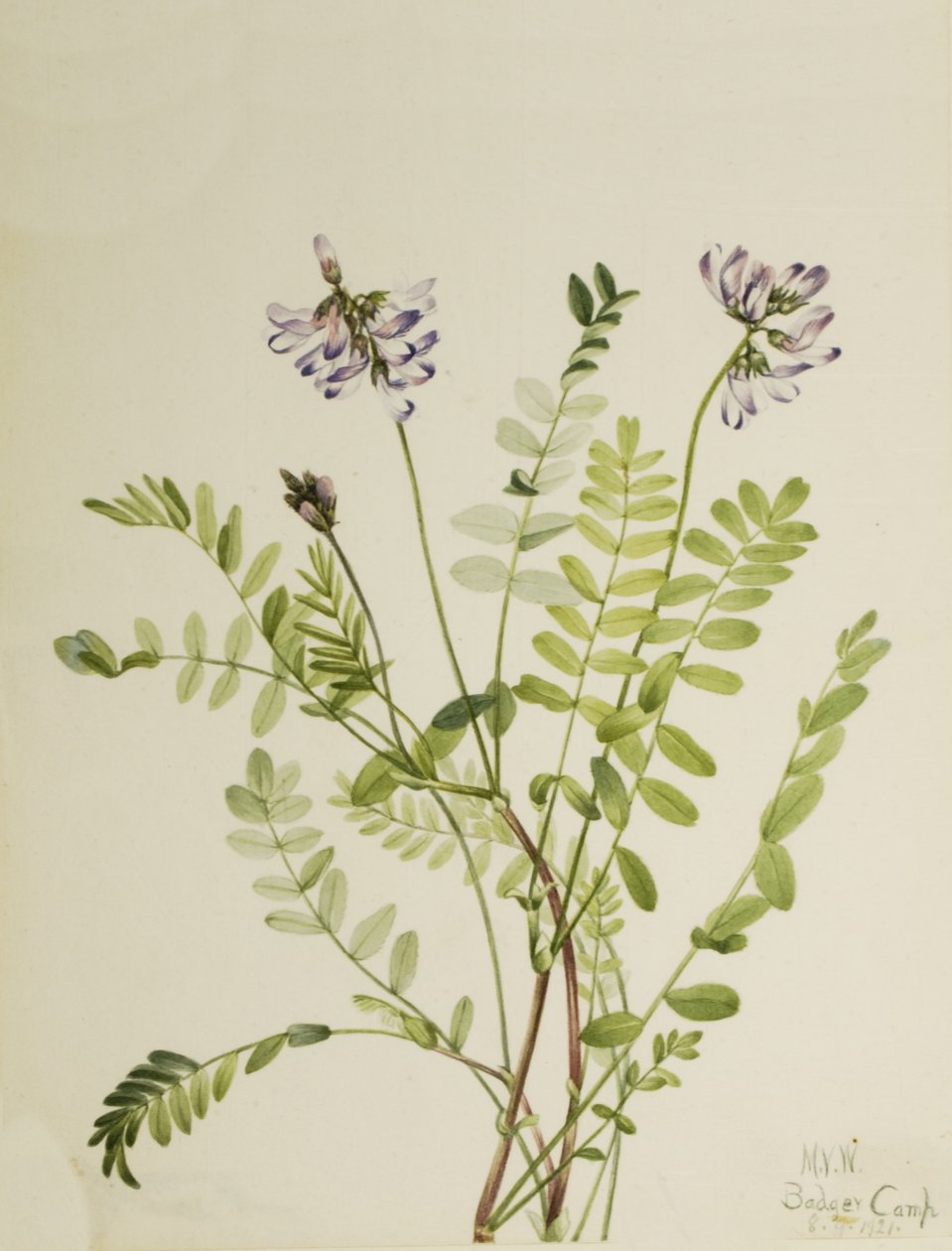 Alpine Milkvetch Astragalus alpinus, 1921. 作者 玛丽·沃克斯·沃尔科特