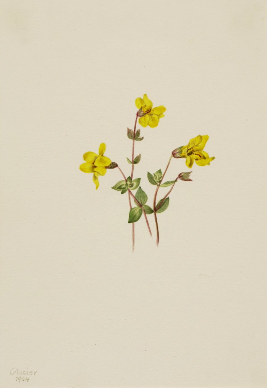 高山猴子花 Mimulus caespitosus, 1904. 作者 玛丽·沃克斯·沃尔科特