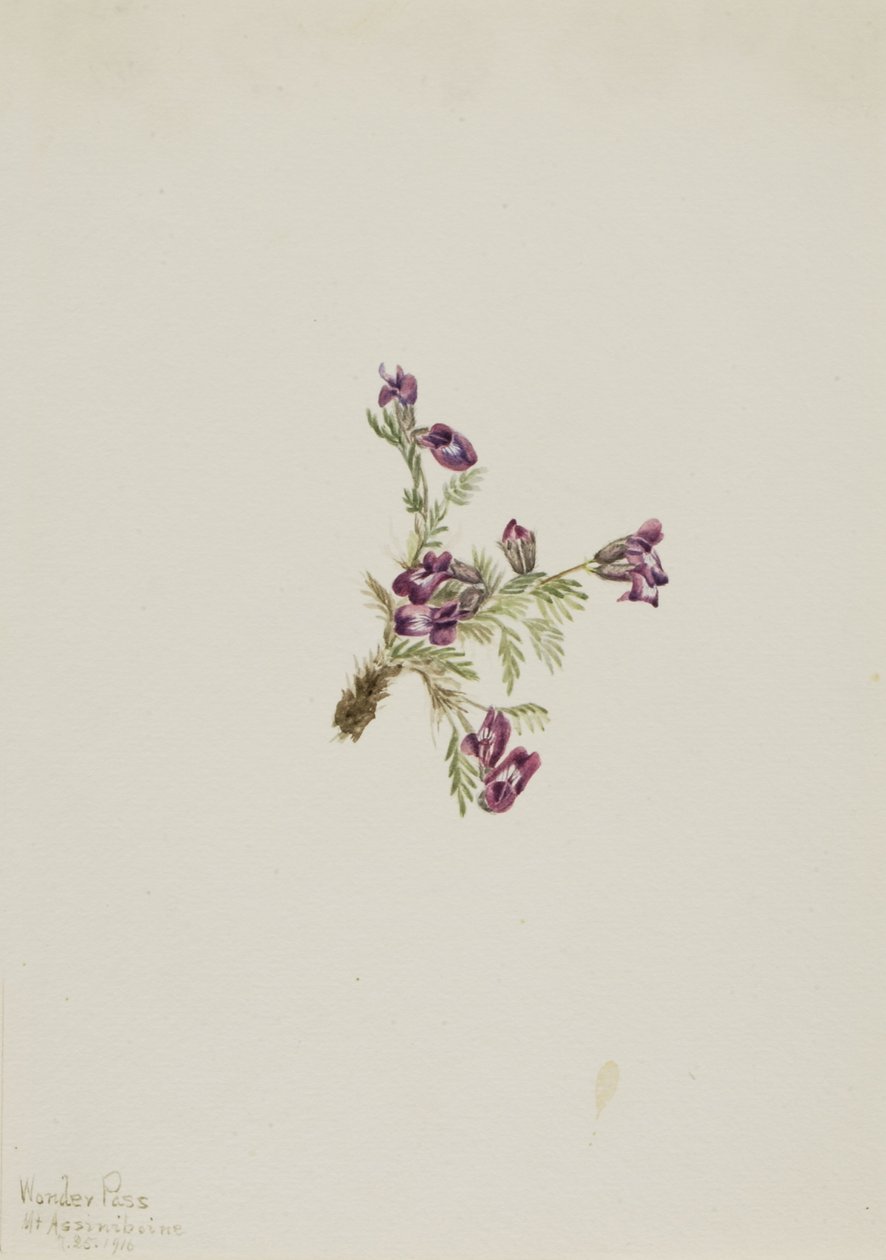 高山天门冬（Oxytropis podocarpa） 作者 玛丽·沃克斯·沃尔科特