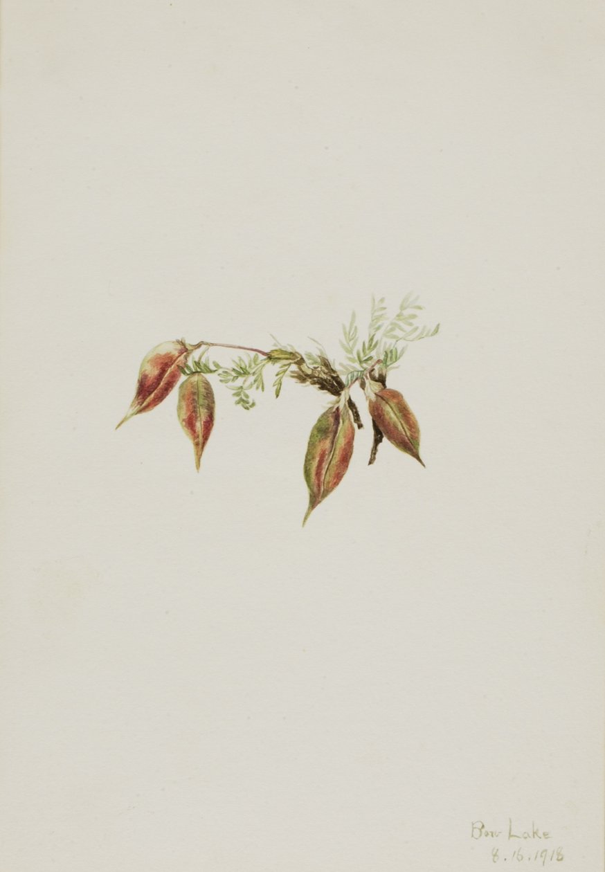 高山天门冬（Oxytropis podocarpa） 作者 玛丽·沃克斯·沃尔科特