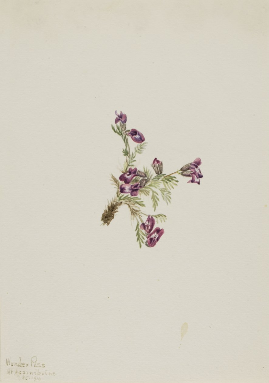 Alpine Pointvetch Oxytropis podocarpa, 1916. 作者 玛丽·沃克斯·沃尔科特