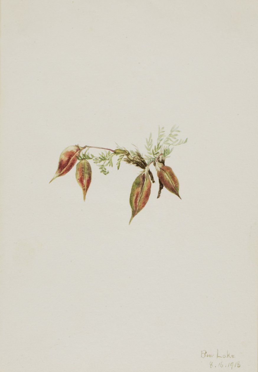 Alpine Pointvetch Oxytropis podocarpa, 1918. 作者 玛丽·沃克斯·沃尔科特