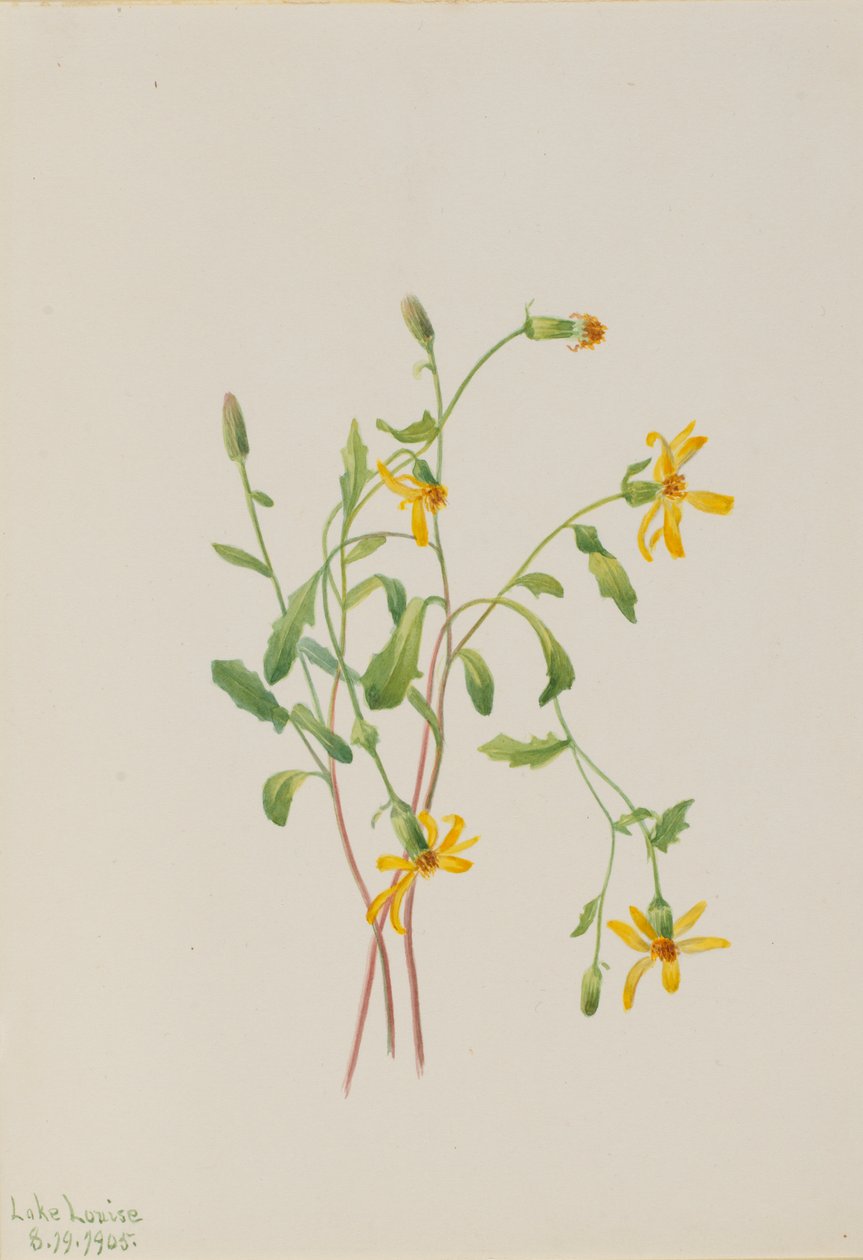 高山鼠尾草（Senecio 种） 作者 玛丽·沃克斯·沃尔科特