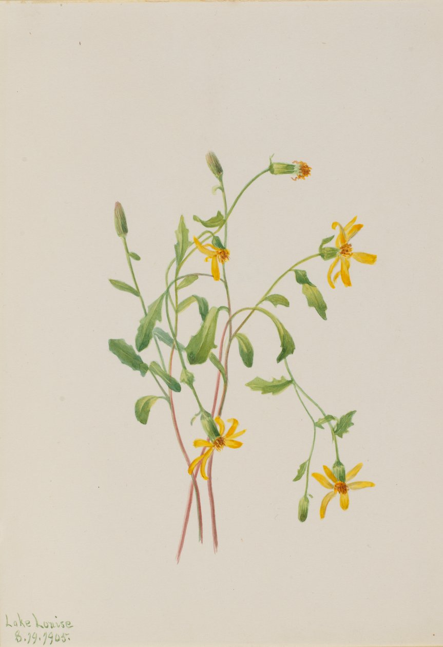 Alpine Ragwort Senecio species, 1905. 作者 玛丽·沃克斯·沃尔科特