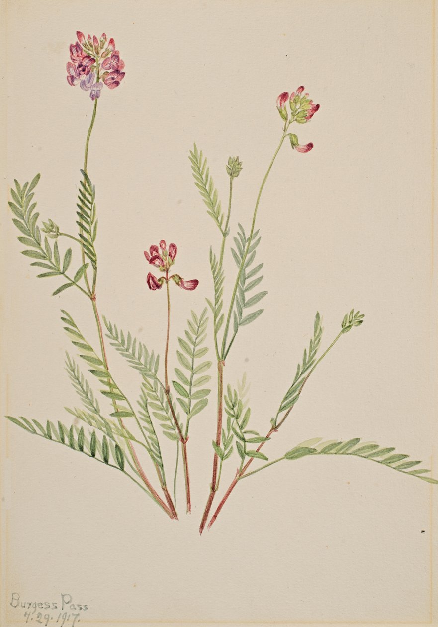 Alpine Vetch Astragalus bourgovii, 1917. 作者 玛丽·沃克斯·沃尔科特