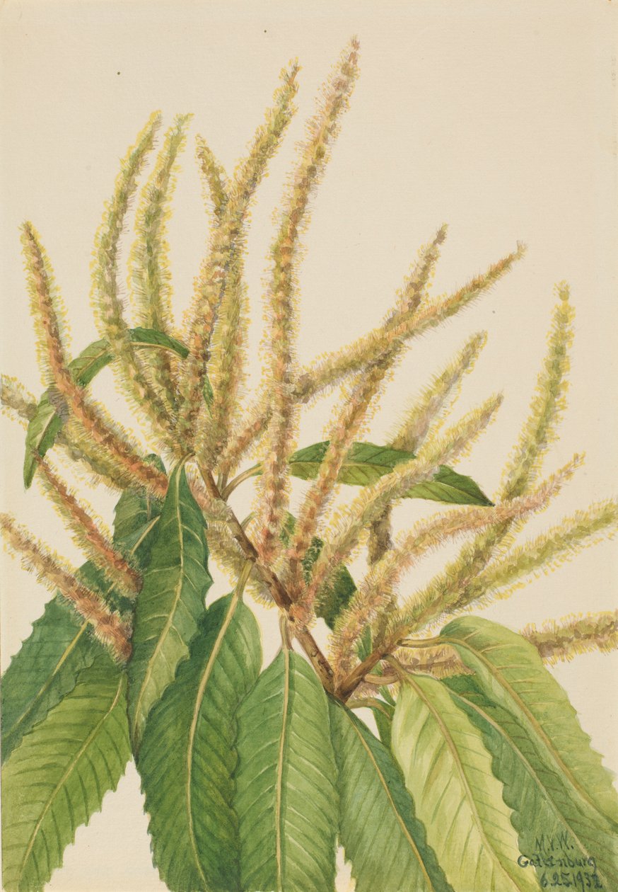 美国板栗（Castanea dentata） 作者 玛丽·沃克斯·沃尔科特